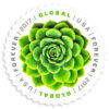 2017 Global Green Succulent