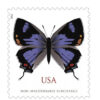 2021 Colorado Hairstreak